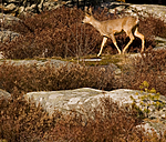 BB 05 0386 / Calluna vulgaris / Røsslyng <br /> Capreolus capreolus / Rådyr